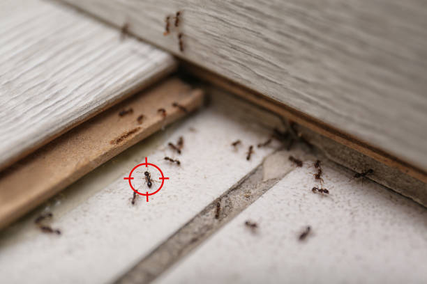 Best Best Pest Control Companies  in Demarest, NJ