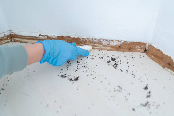 Best Cockroach Control Services  in Demarest, NJ